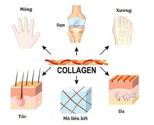 Tác dụng của collagen 